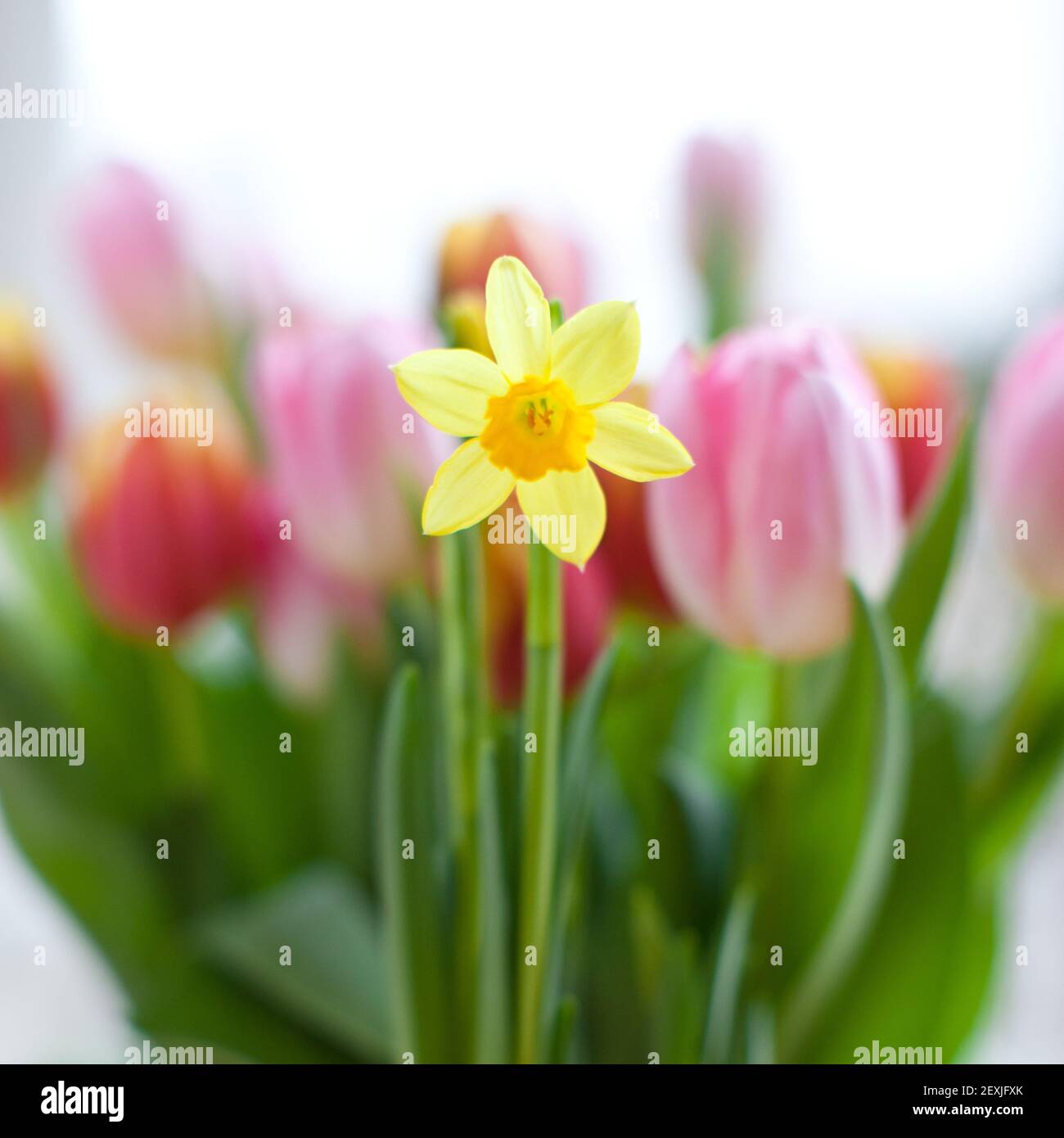 Jonquille en fleurs, jonquille Banque D'Images