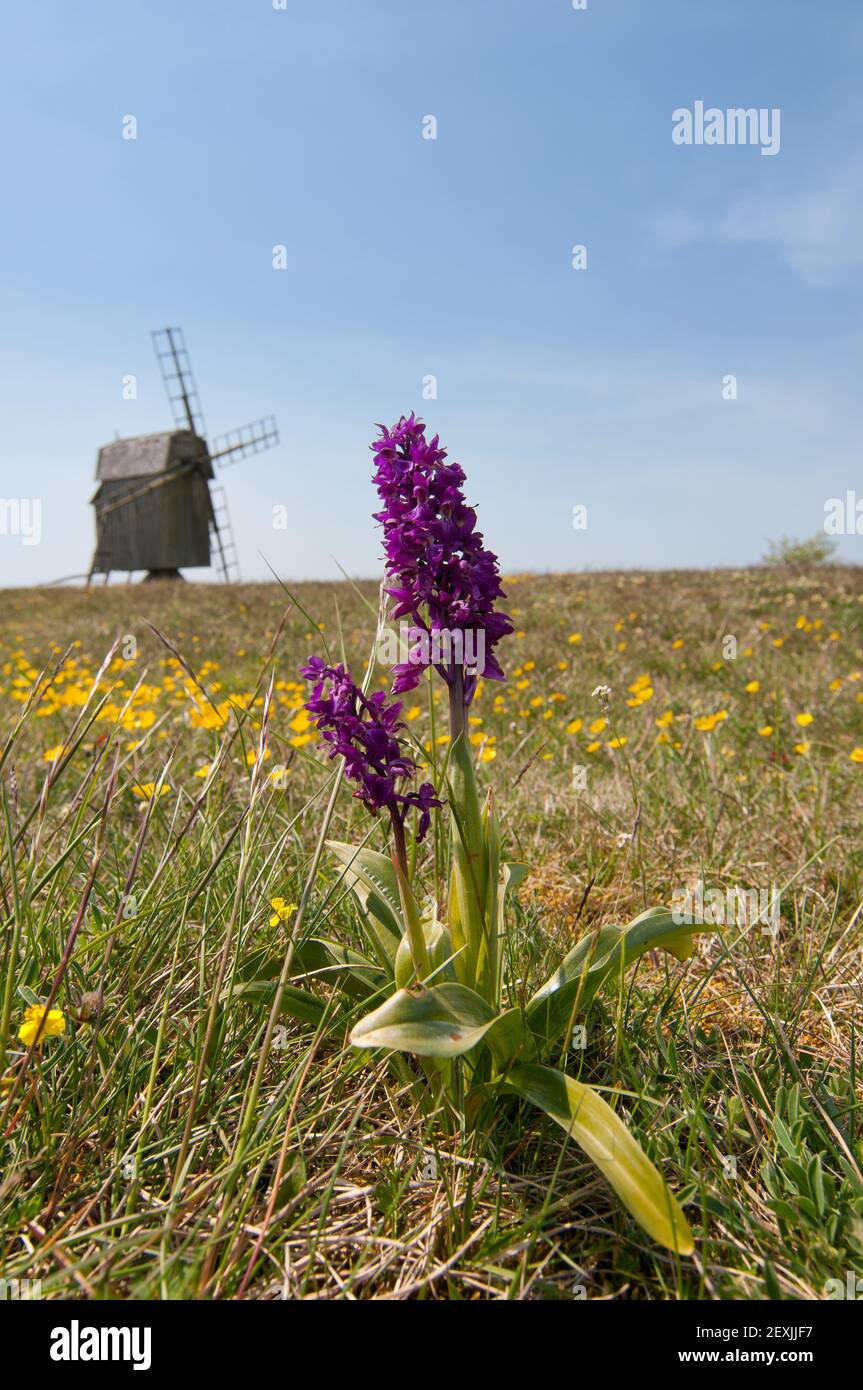 Orchis masculin, l'orchidée pourpre précoce, Suède Banque D'Images