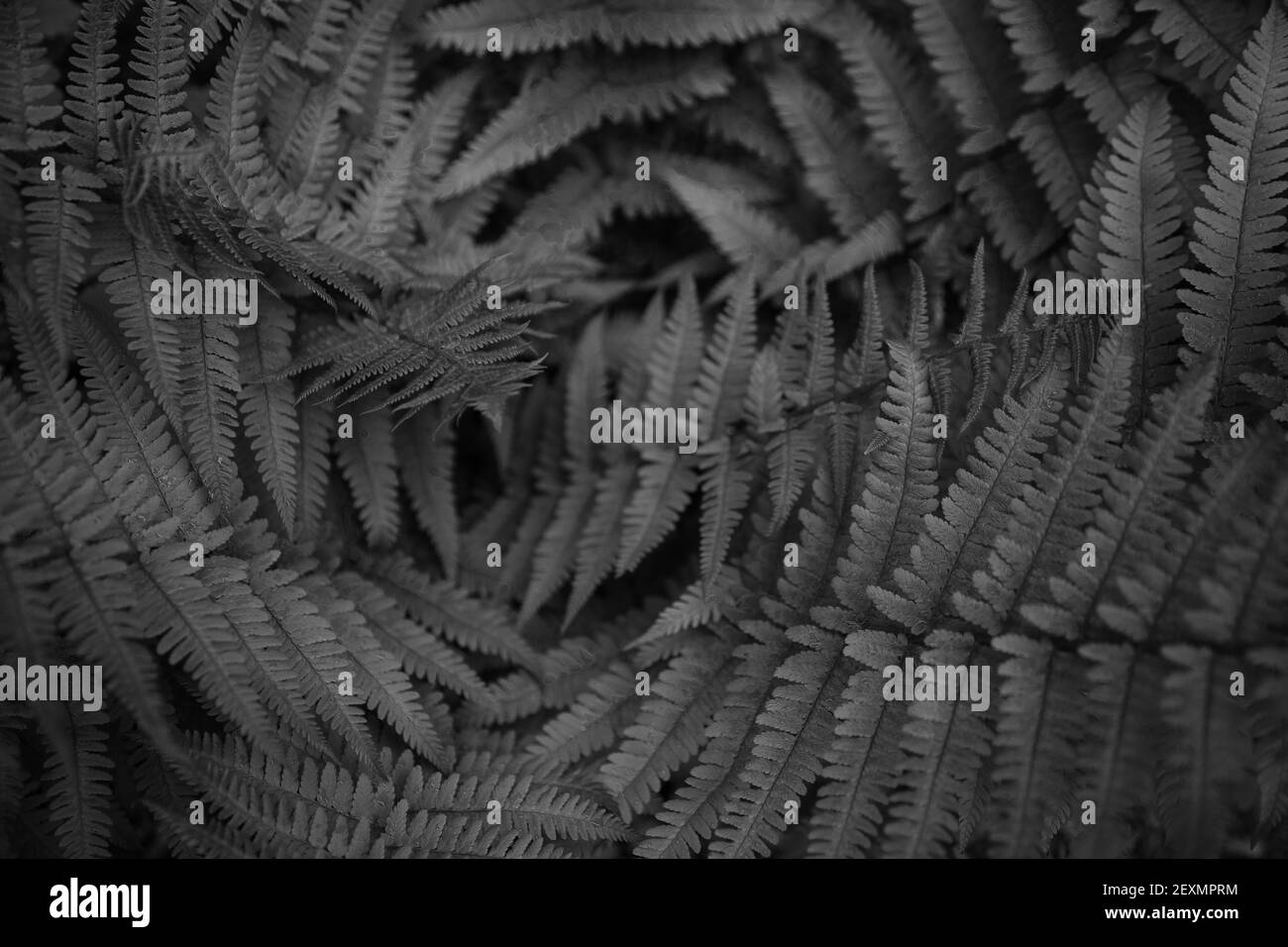 Fern laisse l'arrière-plan. Feuilles d'un Bush. Espace libre. Végétation sauvage dans la nature pour la conception de fond de thème de la nature. Plante à feuilles caduques dans la nature. Vert b Banque D'Images