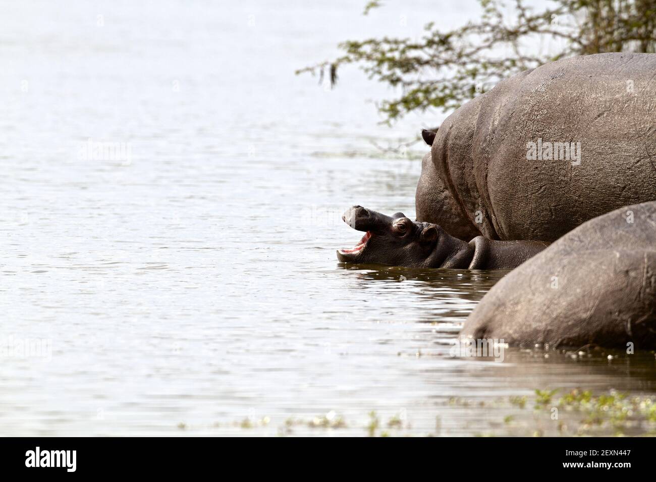 Baby hippo Banque D'Images