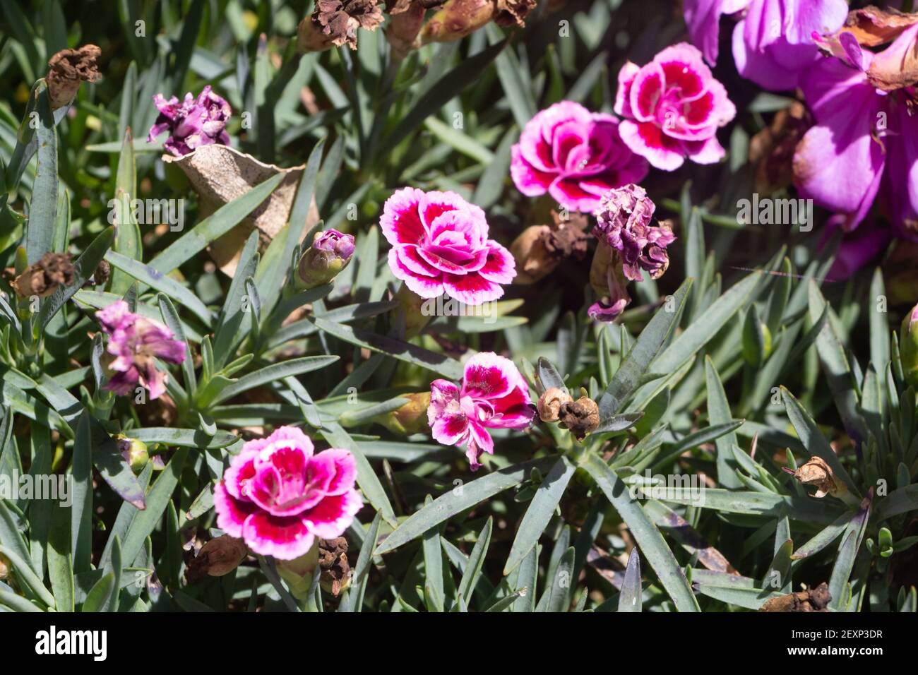 Fleurs rose arc-en-ciel dans un jardin en été Banque D'Images