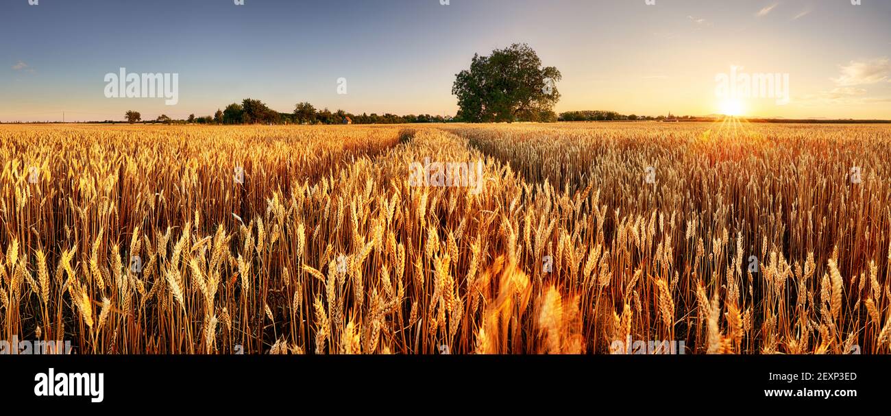 Champ de blé. Des épis de blé d'or close up. Beau paysage rural sous la lumière du soleil qui brille et le ciel bleu. Contexte de la maturation des épis de blé meadow f Banque D'Images