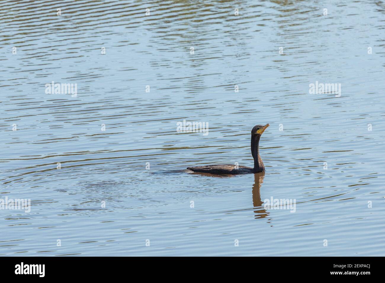 Un Cormorant Olivacieux nageant (Phalacrocorax brasilianus) dans un étang le Pantanal à Mato Grosso, Brésil Banque D'Images