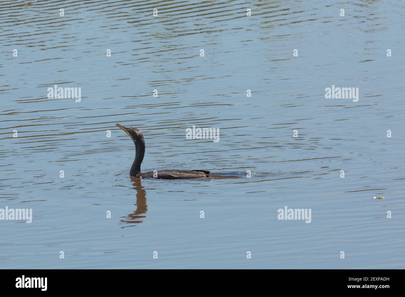 Un Cormorant oliveux (Phalacrocorax brasilianus) nageant dans un étang le Pantanal à Mato Grosso, Brésil Banque D'Images