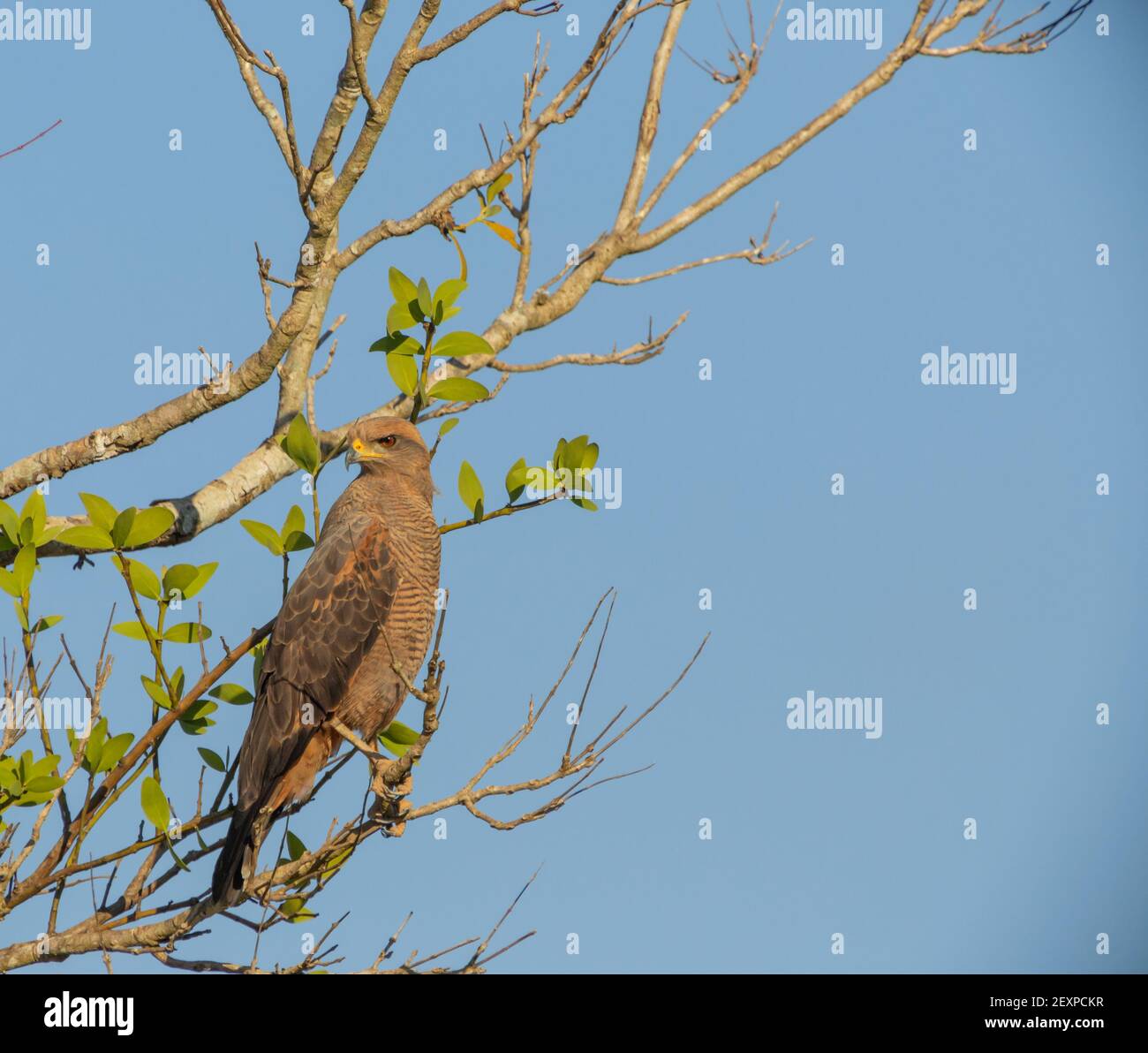 Oiseaux du Brésil : buse de savane (Buteogallus meridionalis) dans la nature vue dans le nord du Pantanal à Mato Grosso, Brésil Banque D'Images