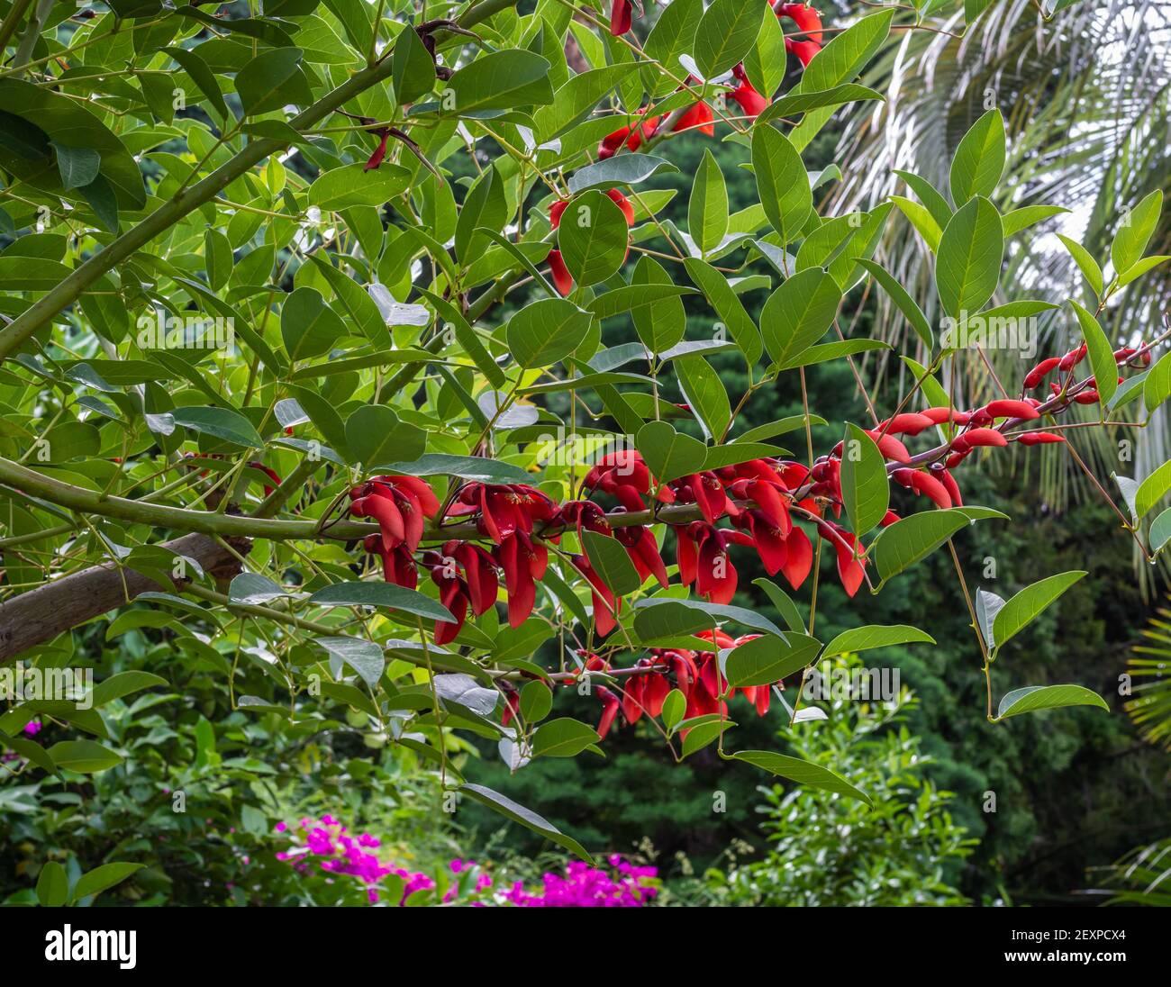 Erythrina crista-galli fleurs.Cookspur arbre de corail. Fleurs de pois rouges cireuses de l'arbre de corail de Cockspur tendre à demi dur Banque D'Images