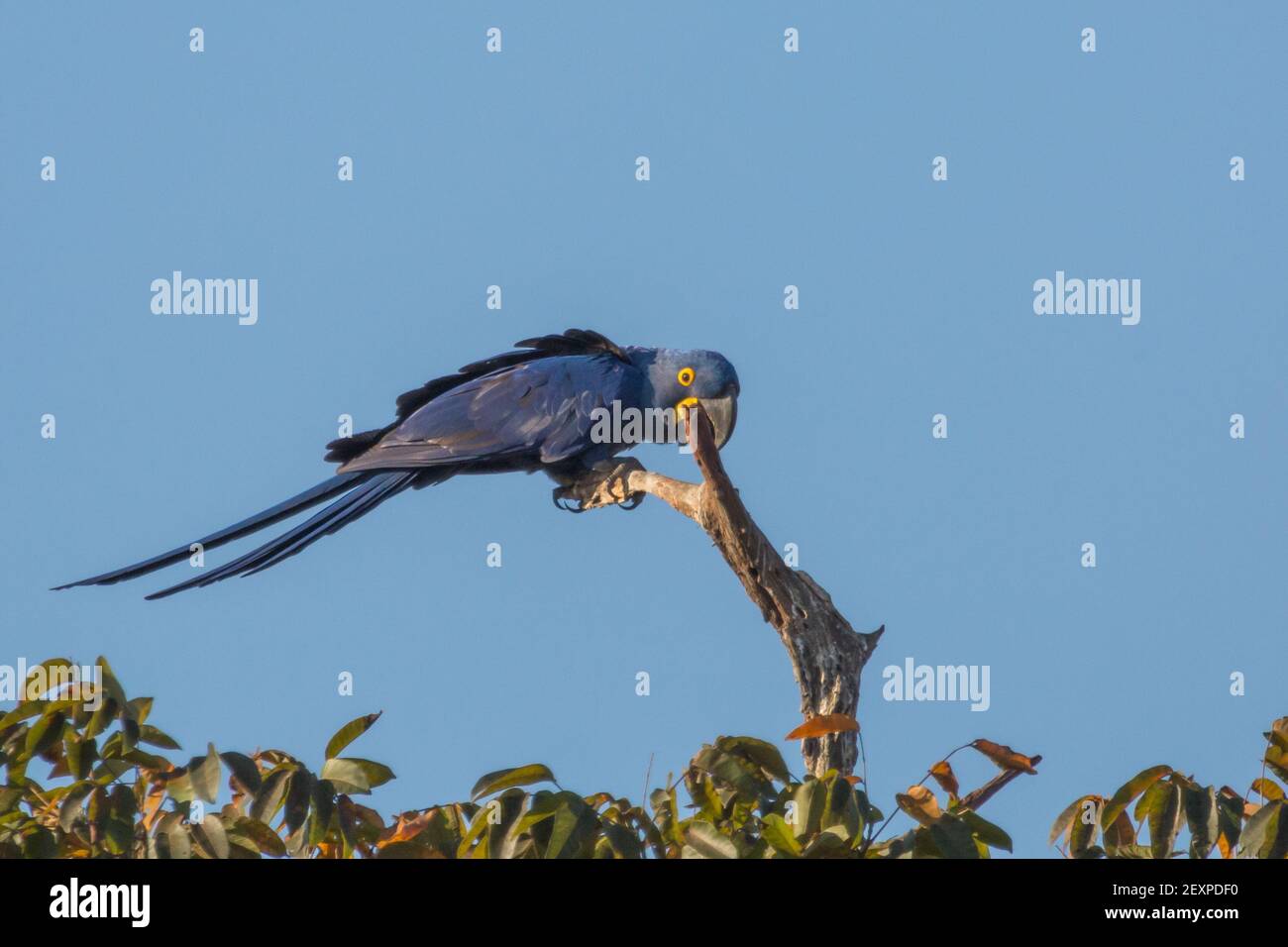 Une belle macaw en jacinthe bleue assise sur une branche du Pantanal à Mato Grosso, Brésil Banque D'Images