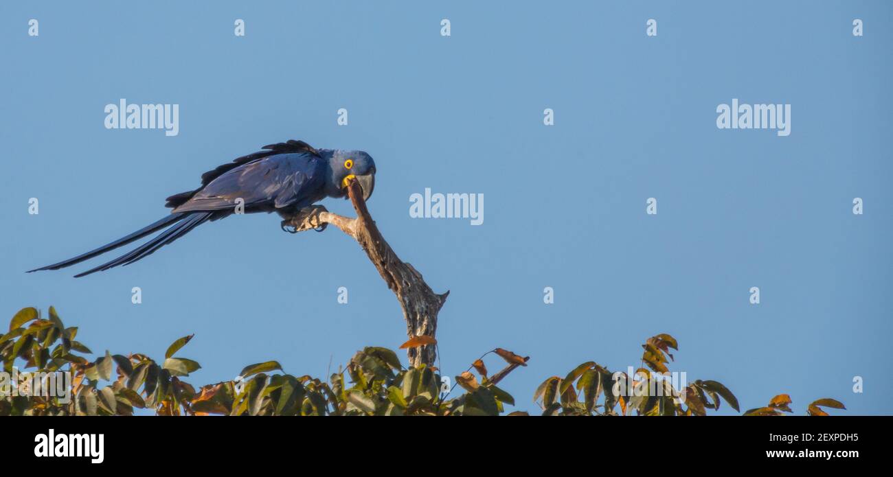 Une macaw en jacinthe devant le ciel bleu dans le Pantanal nord à Mat Grosso, Brésil Banque D'Images