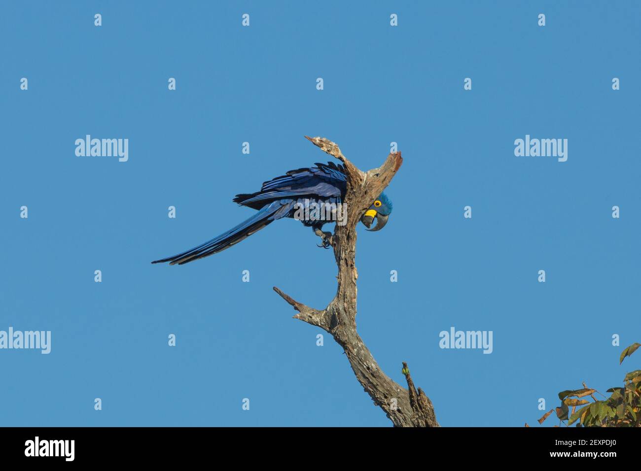 Faune brésilienne: L'incroyable perroquet bleu (jacinthe Macaw) reposant sur une branche le long de la Transpantaneira dans le Pantanal à Mato Grosso, Brésil Banque D'Images