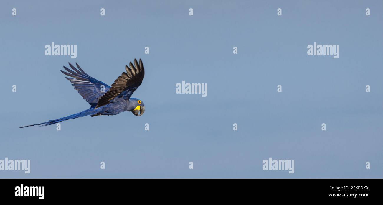 Un Hycanth Macaw volant à travers le Pantanal à Mato Grosso, Brésil Banque D'Images