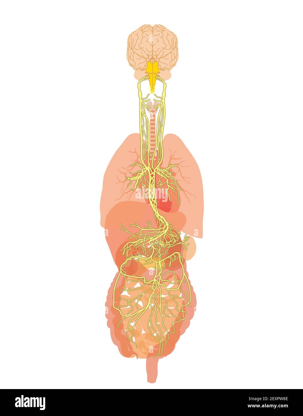 Illustration montrant le cerveau et le nerf vague (Dixième nerf crânien ou CN X) avec des organes humains Banque D'Images