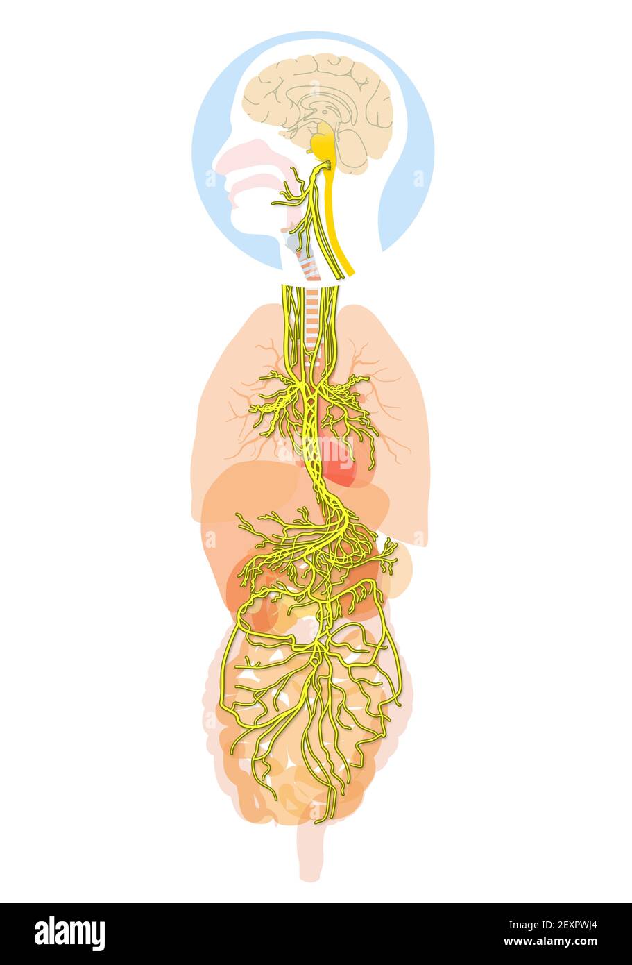 L'illustration 3D montre le cerveau et le nerf vagus actif (Dixième nerf crânien ou CN X) avec des organes humains Banque D'Images