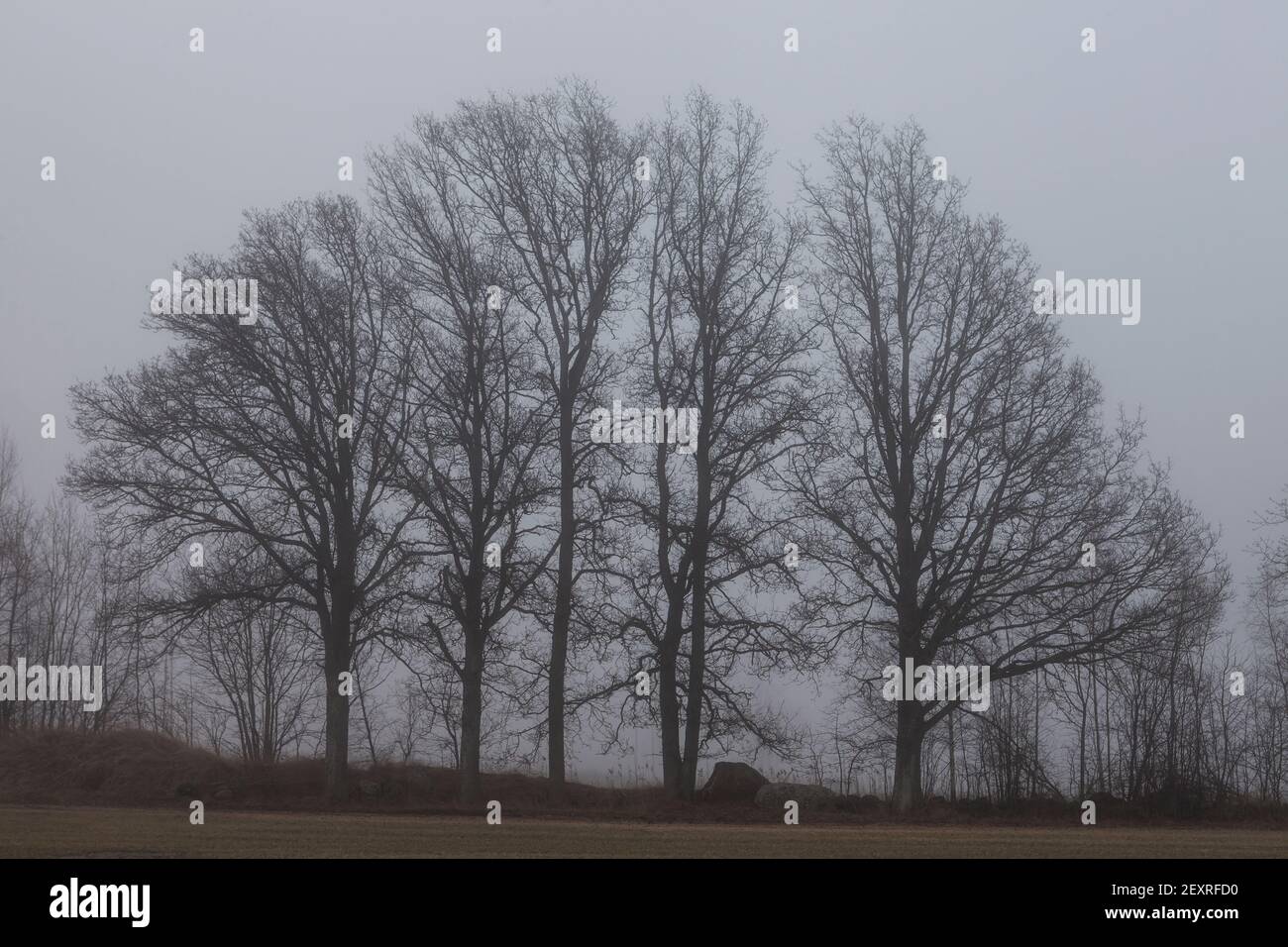 Chêne lors d'une journée d'hiver brumeuse à Dilling à Rygge, Østfold, Norvège. Banque D'Images