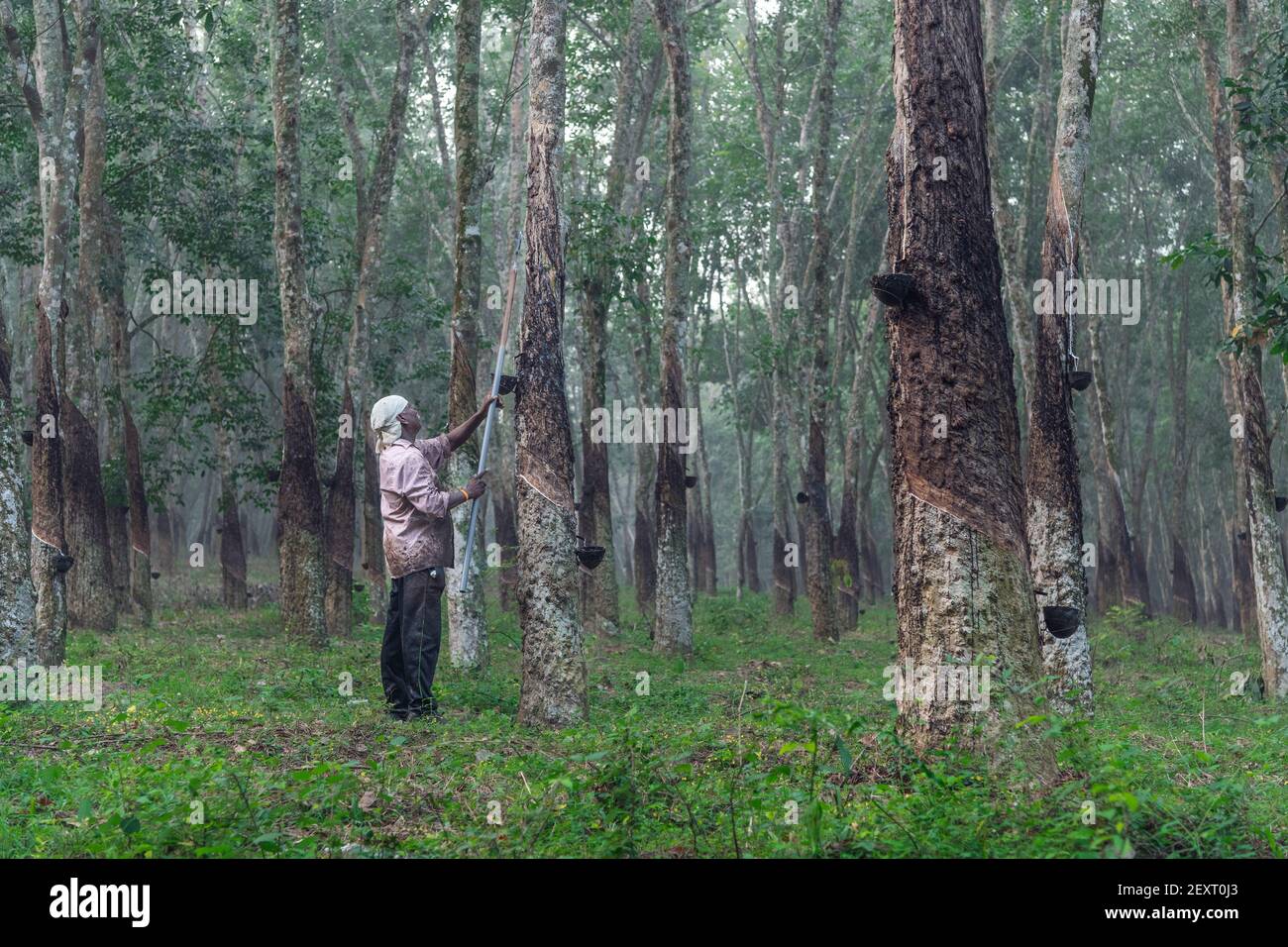 Arbre en caoutchouc de taraudage de caoutchouc de l'Indian Farmer à tamil nadu on un matin brumeux Banque D'Images