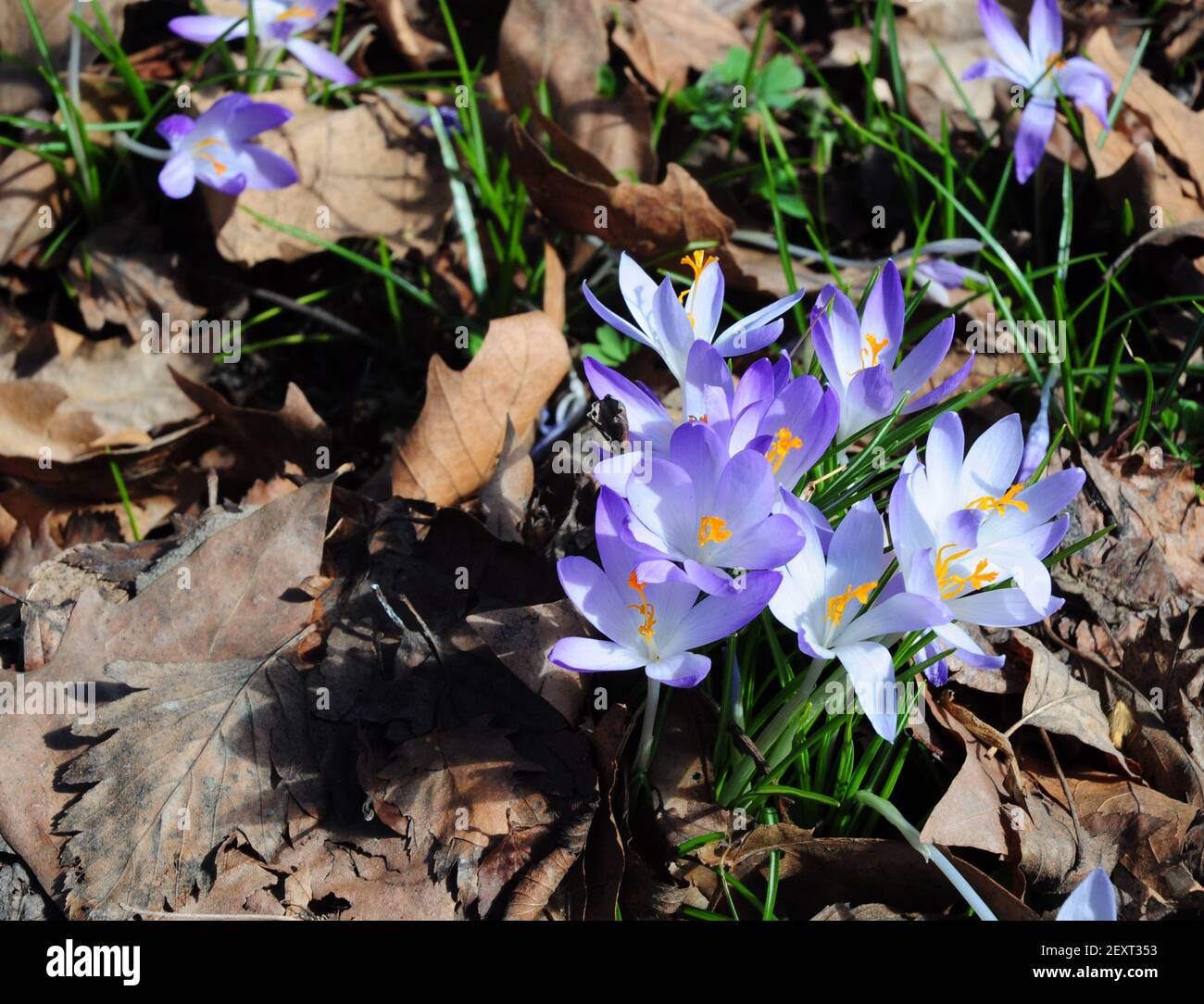 Beauté des fleurs printanières : crocus de neige en pleine croissance avec fleurs bleu lavande fleuries dans le jardin. Banque D'Images