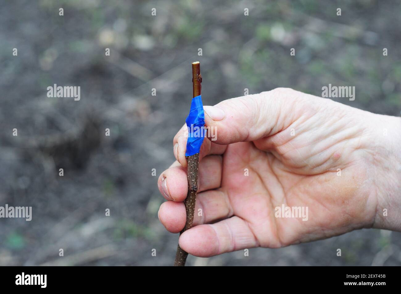 Multiplication des arbres fruitiers : un jardinier greffe un arbre fruitier dans un verger domestique, à l'aide d'un couteau tranchant et d'un ruban adhésif. Banque D'Images