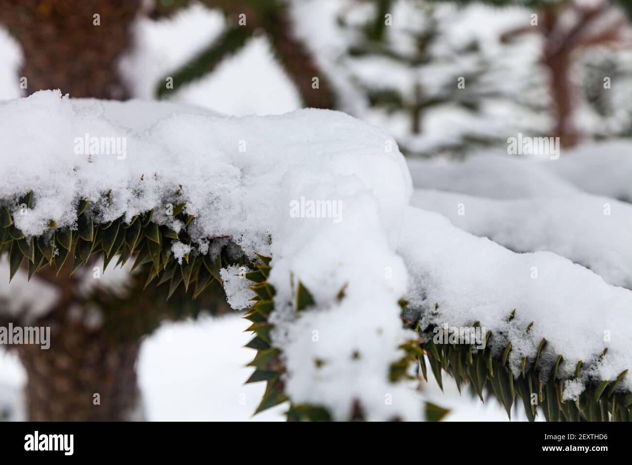 Araucaria dans la neige. Gros plan sur les branches. Araucaria dans le parc en hiver. Banque D'Images