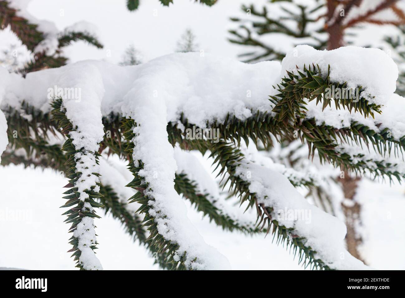 Araucaria dans la neige. Gros plan sur les branches. Araucaria dans le parc en hiver. Banque D'Images