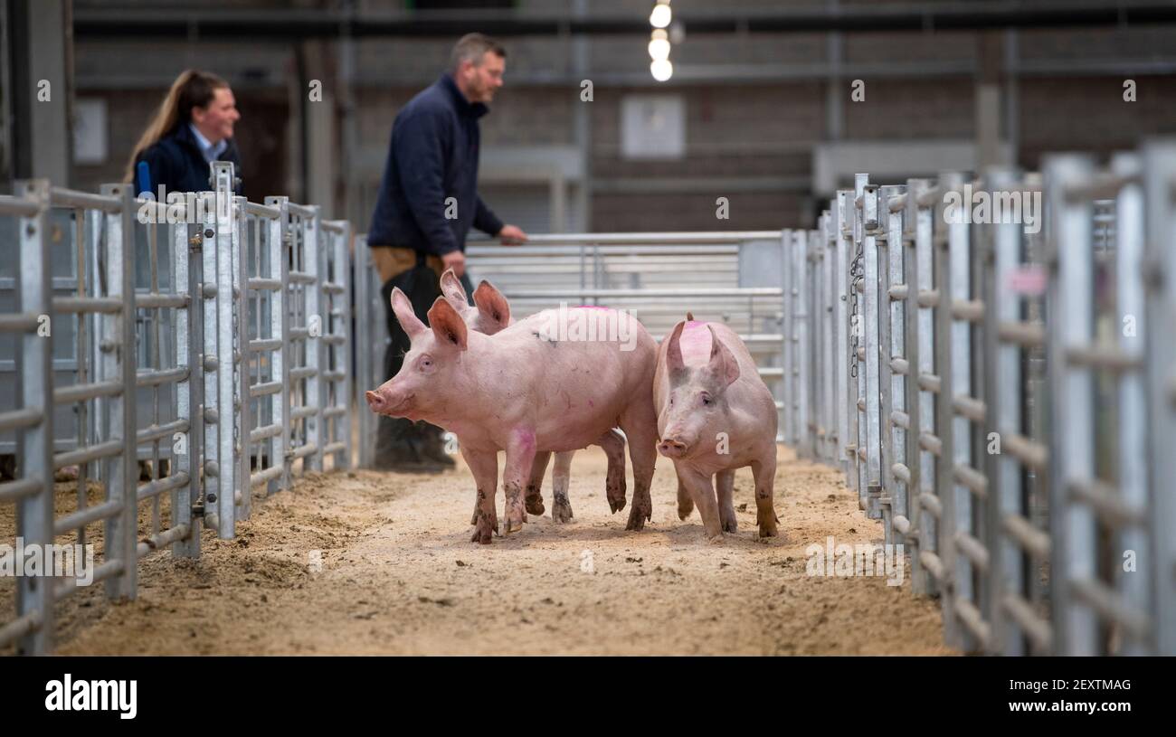 Porcs sur un marché de l'élevage, Angleterre Royaume-Uni. Banque D'Images