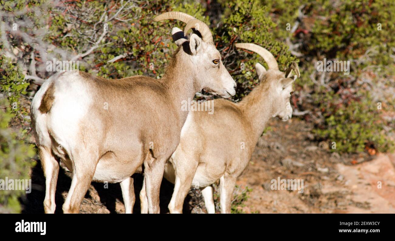 Animal sauvage chèvres de montagne alpine à la recherche de nourriture haute forêt Banque D'Images