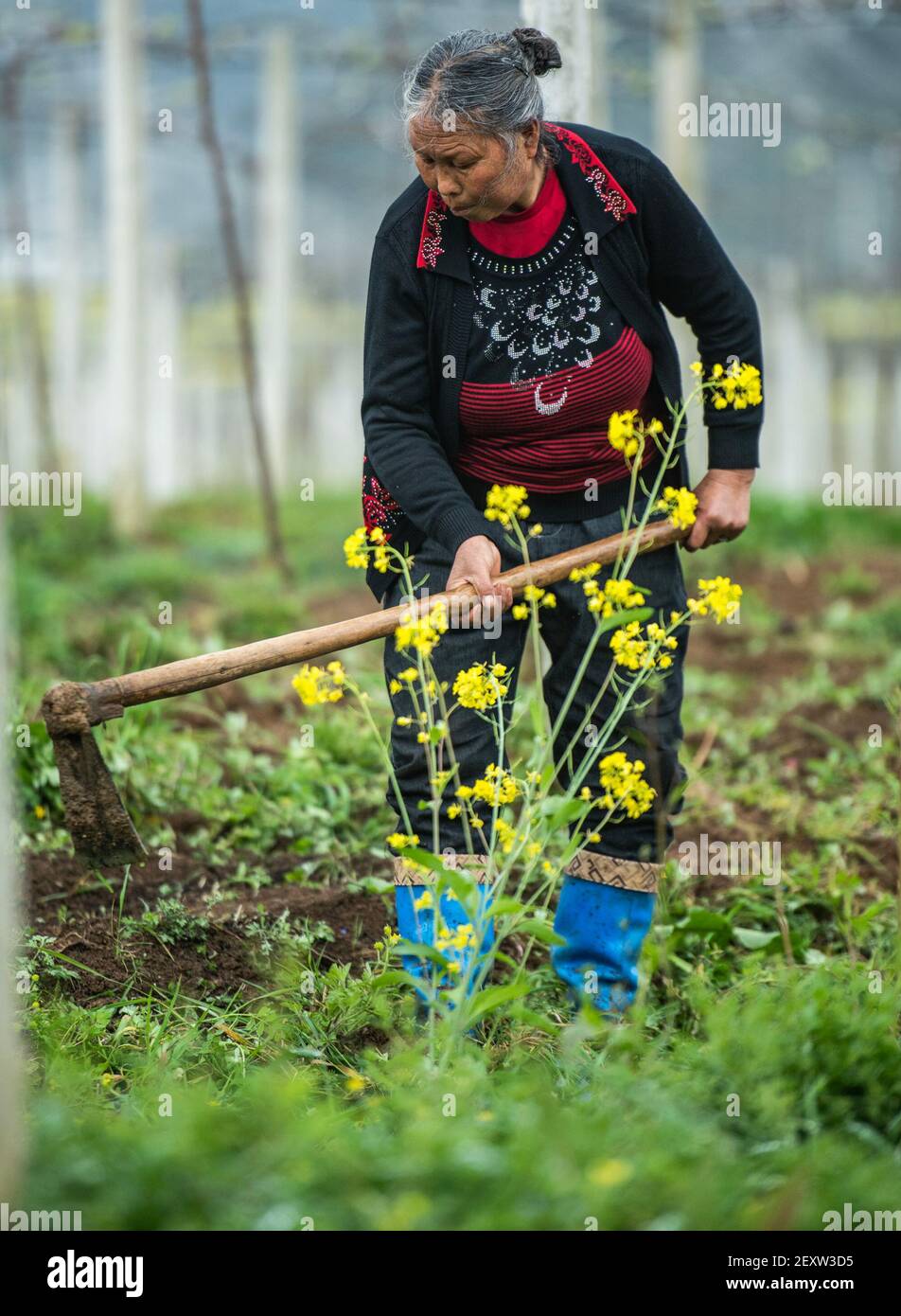 Liuzhi, province chinoise du Guizhou. 5 mars 2021. A famer travaille sur le terrain dans la ville de Liupanshui, dans la province de Guizhou, dans le sud-ouest de la Chine, le 5 mars 2021. Vendredi marque le jour de 'Jingzhe' ou 'Awakening of insectes,' le troisième des 24 termes solaires. On pense que c'est le moment de l'agriculture de printemps. Credit: Tao Liang/Xinhua/Alamy Live News Banque D'Images