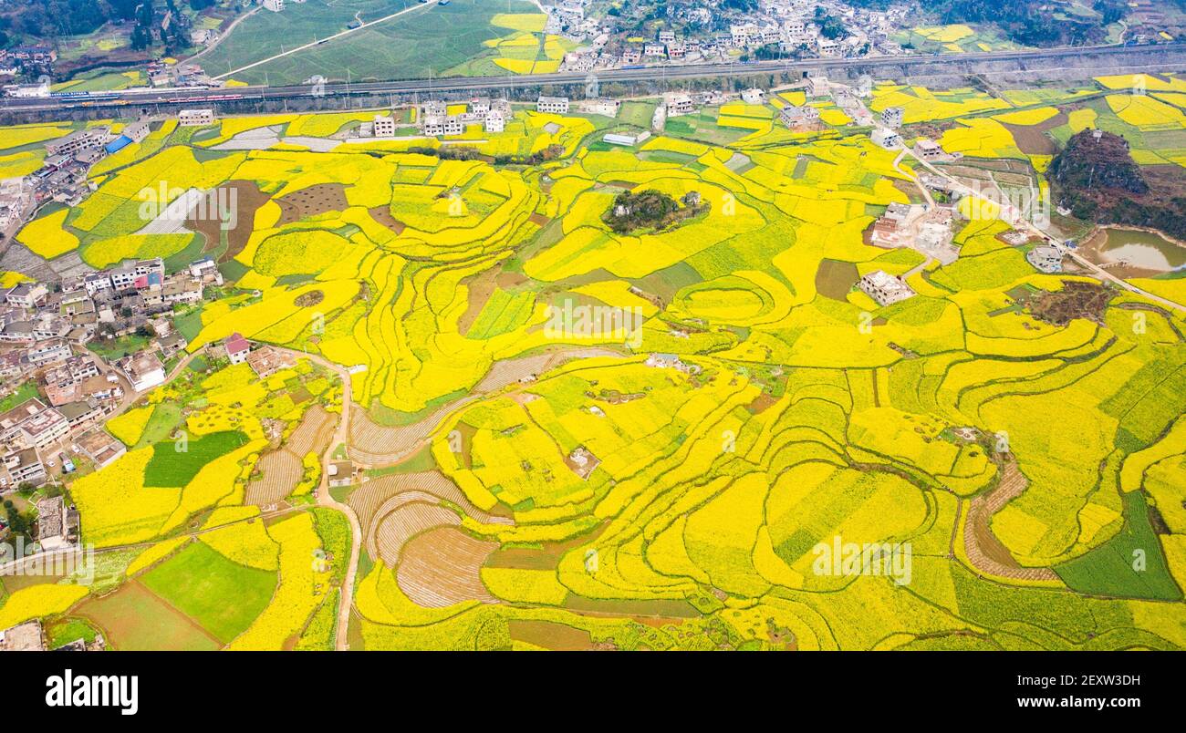 Liuzhi, Chine. 5 mars 2021. La photo aérienne prise le 5 mars 2021 montre les champs de fleurs de cole dans la ville de Liupanshui, dans la province de Guizhou, au sud-ouest de la Chine. Vendredi marque le jour de 'Jingzhe' ou 'Awakening of insectes,' le troisième des 24 termes solaires. On pense que c'est le moment de l'agriculture de printemps. Credit: Tao Liang/Xinhua/Alamy Live News Banque D'Images