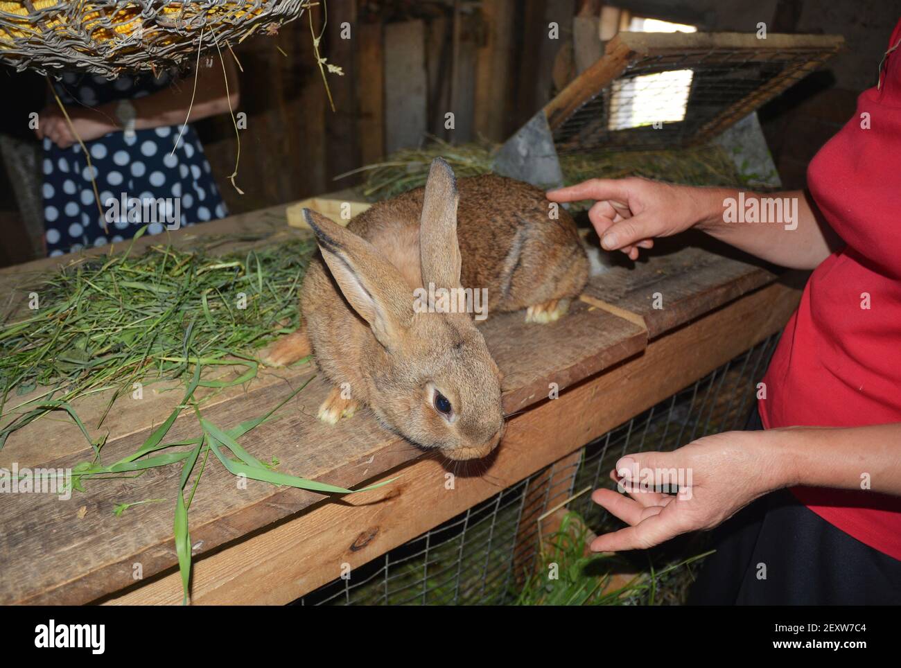 Sur la ferme: L'agriculteur qui cultive des lapins pour la viande montre un jeune lapin gris brun sur une huche de lapin en bois. Banque D'Images