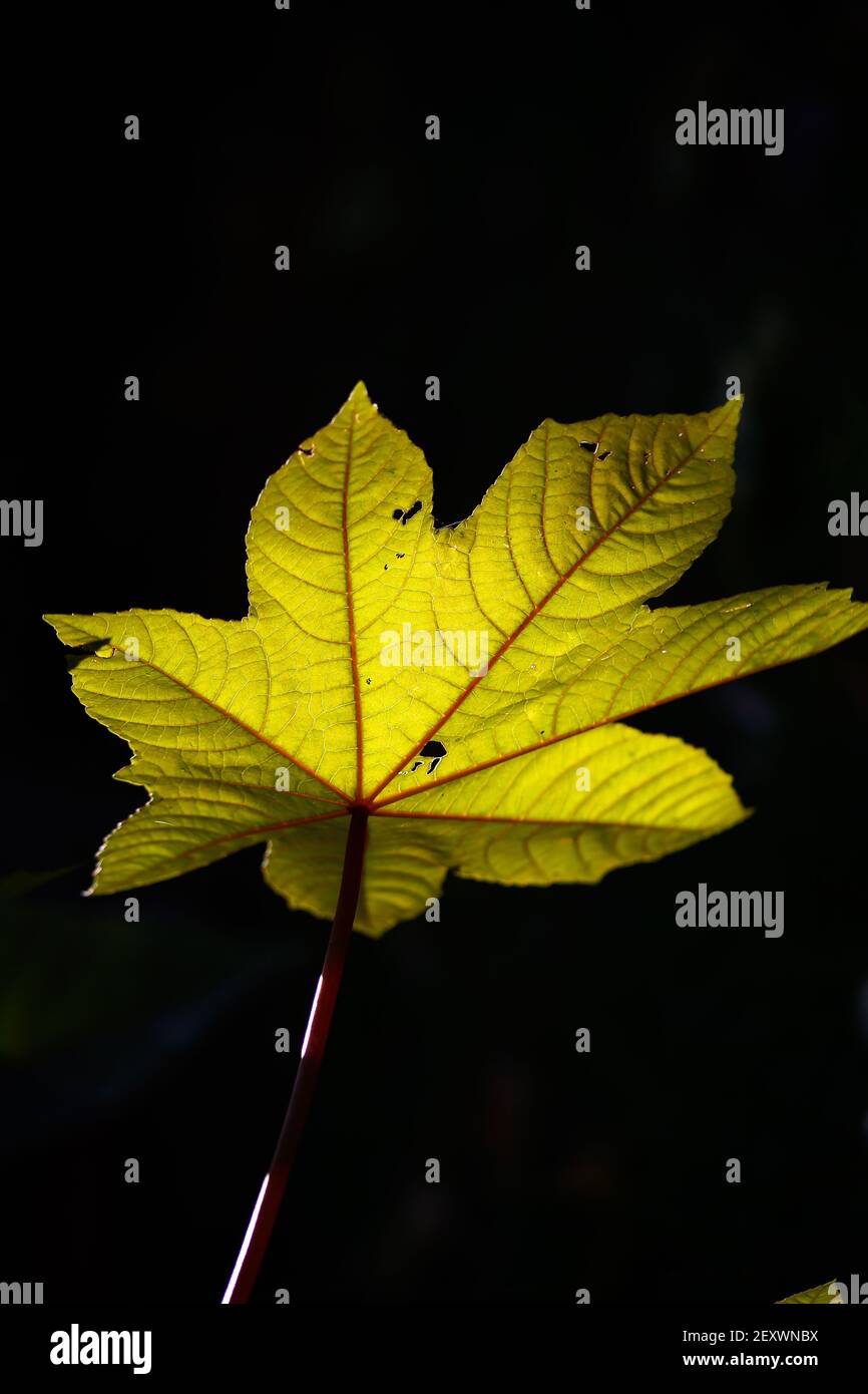 les feuilles d'automne dorées sont très belles et affectives Banque D'Images