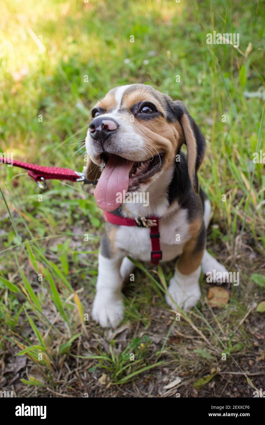 Un bon beagle Banque D'Images