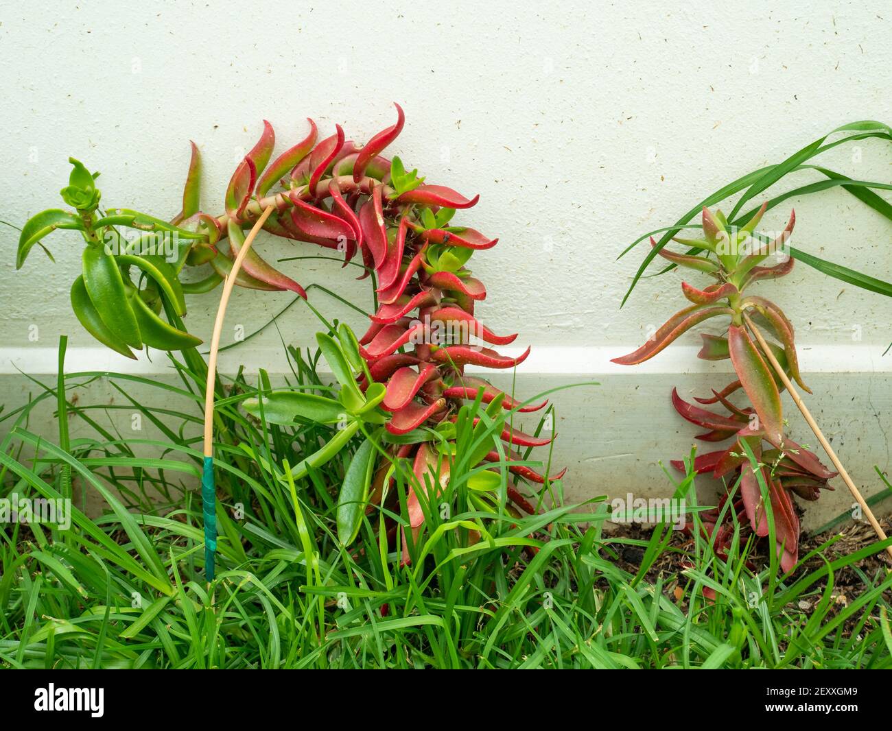 Les flammes rouges, la Pagode rouge ou usine de feu de camp (Crassula Capitella), est une plante succulente vivace qui pousse de manière crookée dans le jardin Banque D'Images Les flammes rouges, la Pagode rouge ou usine de feu de camp (Crassula Capitella), est une plante succulente vivace qui pousse de manière crookée dans le jardin Banque D'Images