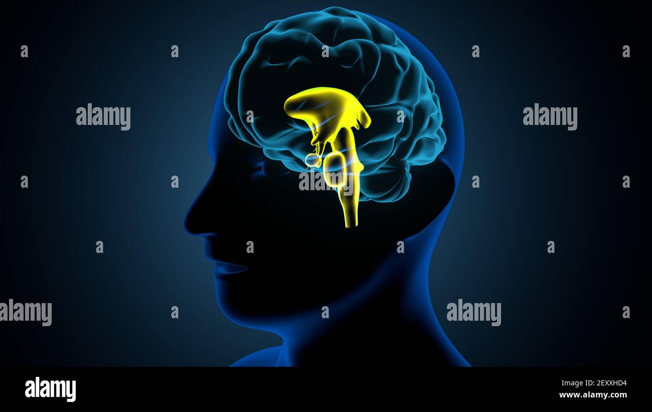 Parties internes du cerveau humain Anatomie. Illustration 3D. Banque D'Images