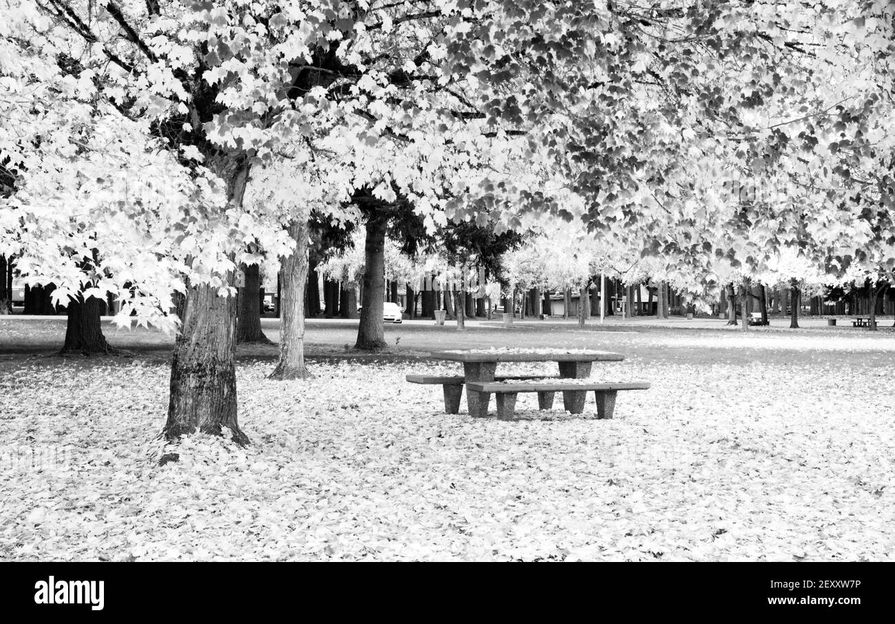 Aire de repos Table de pique-nique automne nature saison feuilles tombant Banque D'Images