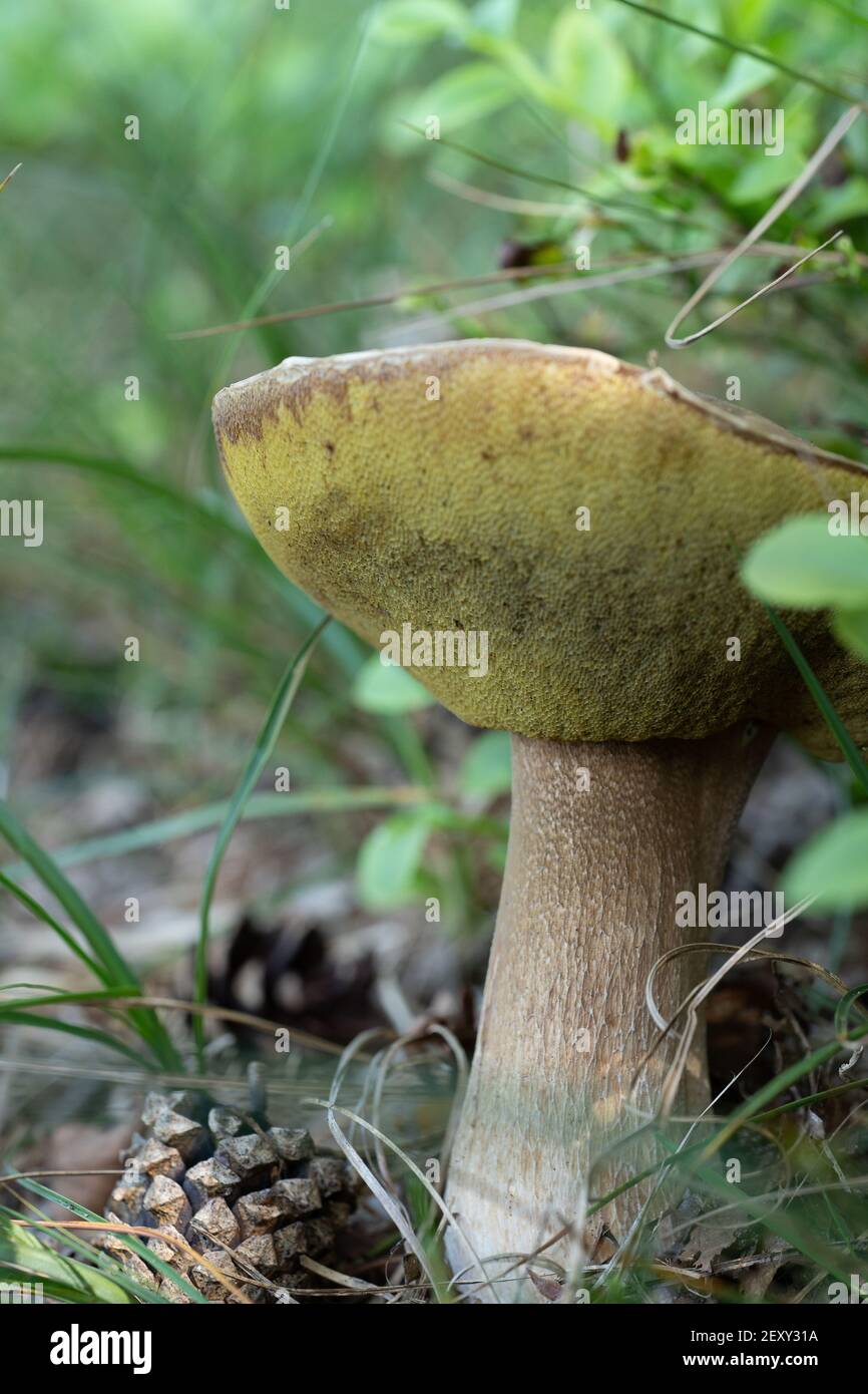 A Suillellus luridus ( anciennement Boletus luridus ) communément appelé le bolete luride gros plan sur l'herbe et ananas Banque D'Images