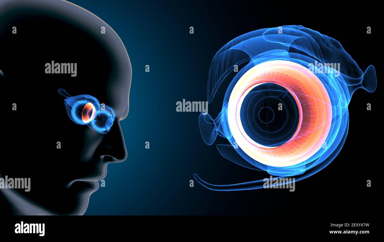 rendu 3d de l'anatomie de l'œil du corps humain mâle. Banque D'Images