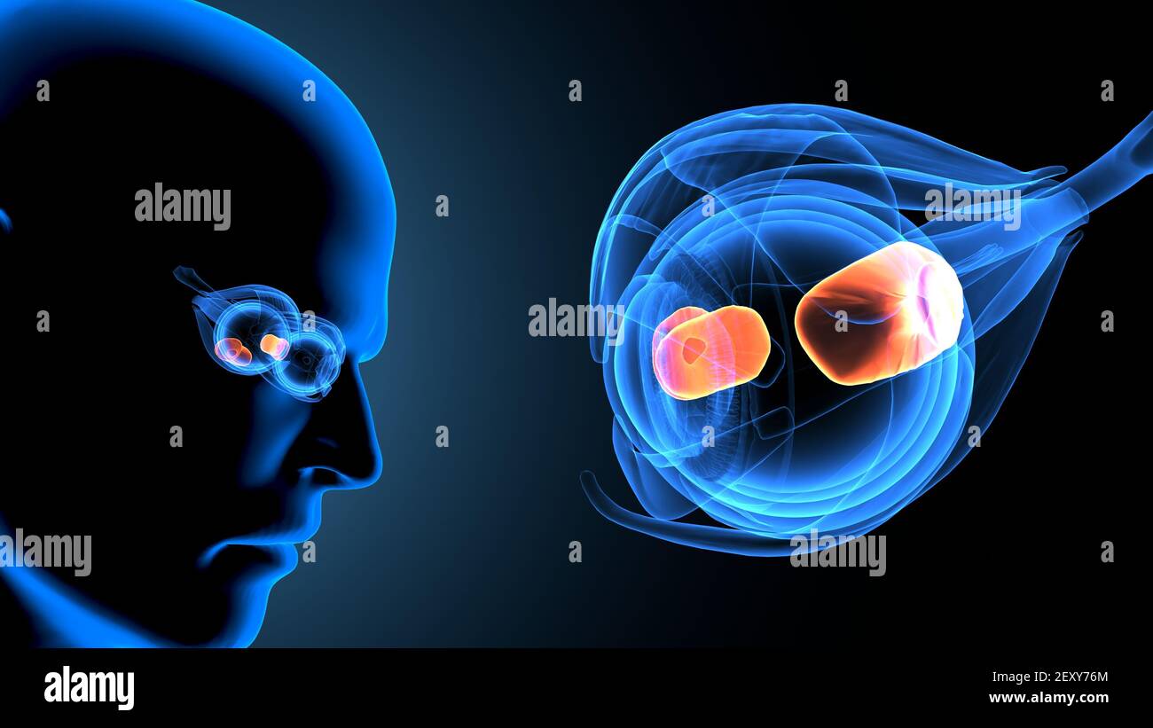 illustration 3d de l'anatomie oculaire du corps humain mâle. Banque D'Images