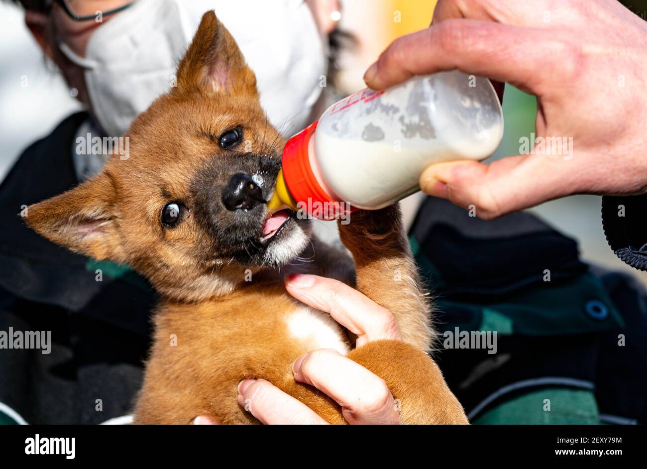 Schleswig-Holstein, Neumünster, Allemagne. 05 mars 2021 : un chiot de dingo reçoit une bouteille de lait au zoo de Neumünster. Le chiot, né en janvier, a été élevé à la main. Photo: Axel Heimken/dpa Banque D'Images