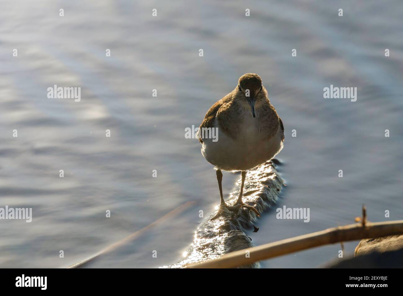 Oiseau d'eau de Sandpiper commun (Actitis hypoleucos) Banque D'Images