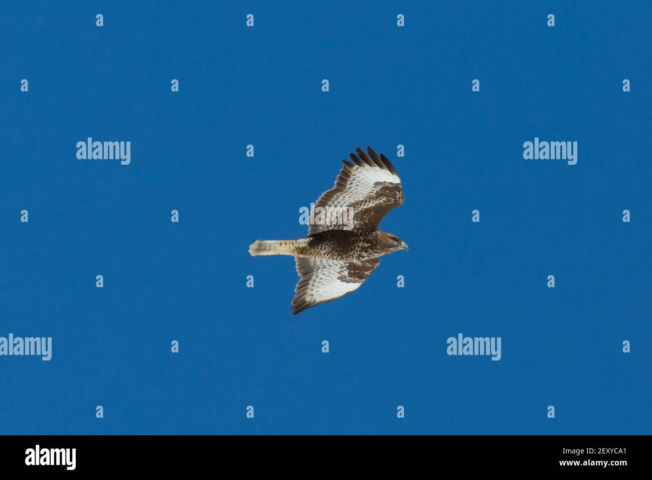 gros plan sur le bourdonnement naturel commun (buteo buteo) en vol dans un ciel bleu Banque D'Images