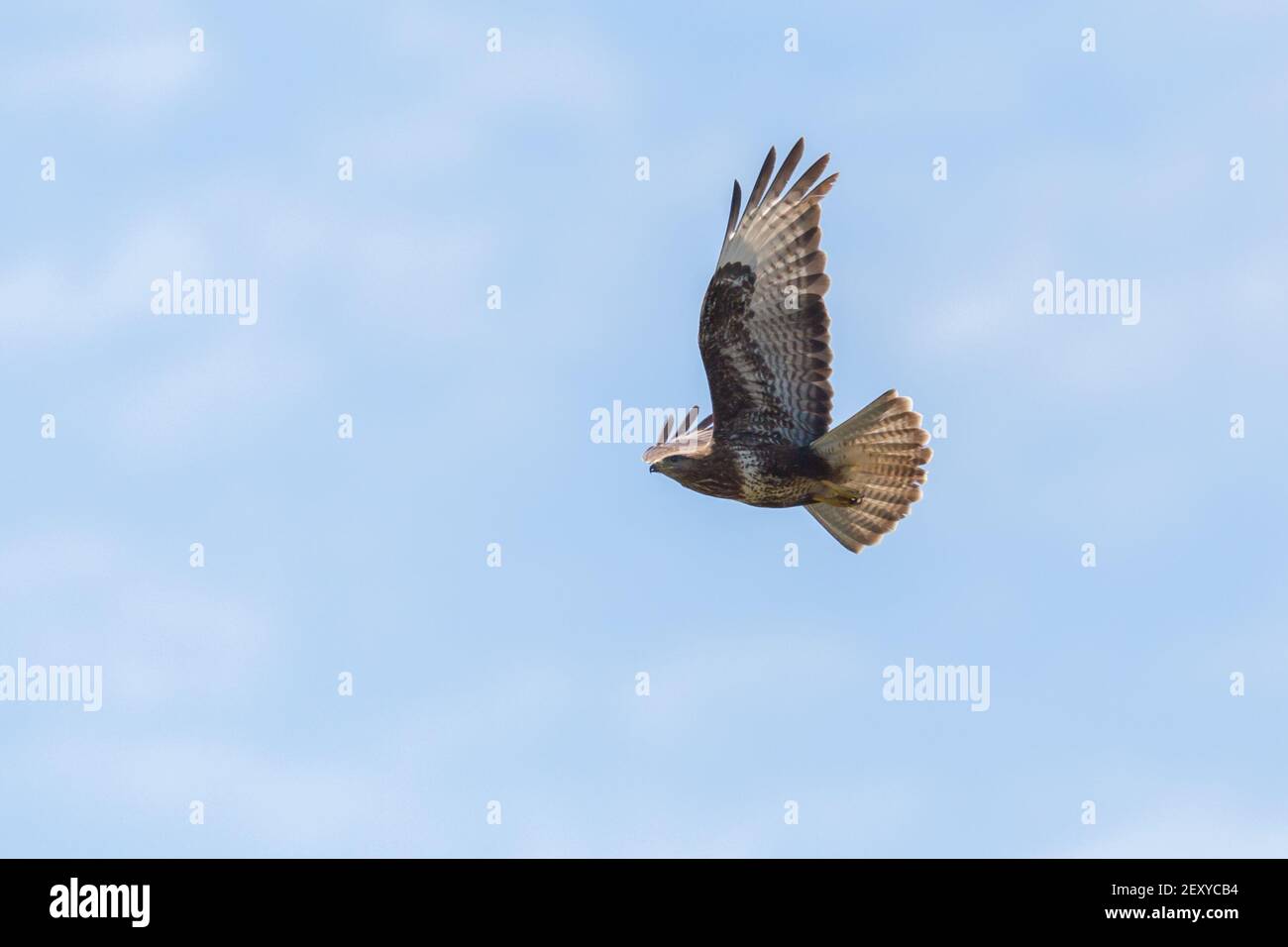 bourdonnement commun (buteo buteo) voler dans un ciel bleu avec des ailes étalées Banque D'Images