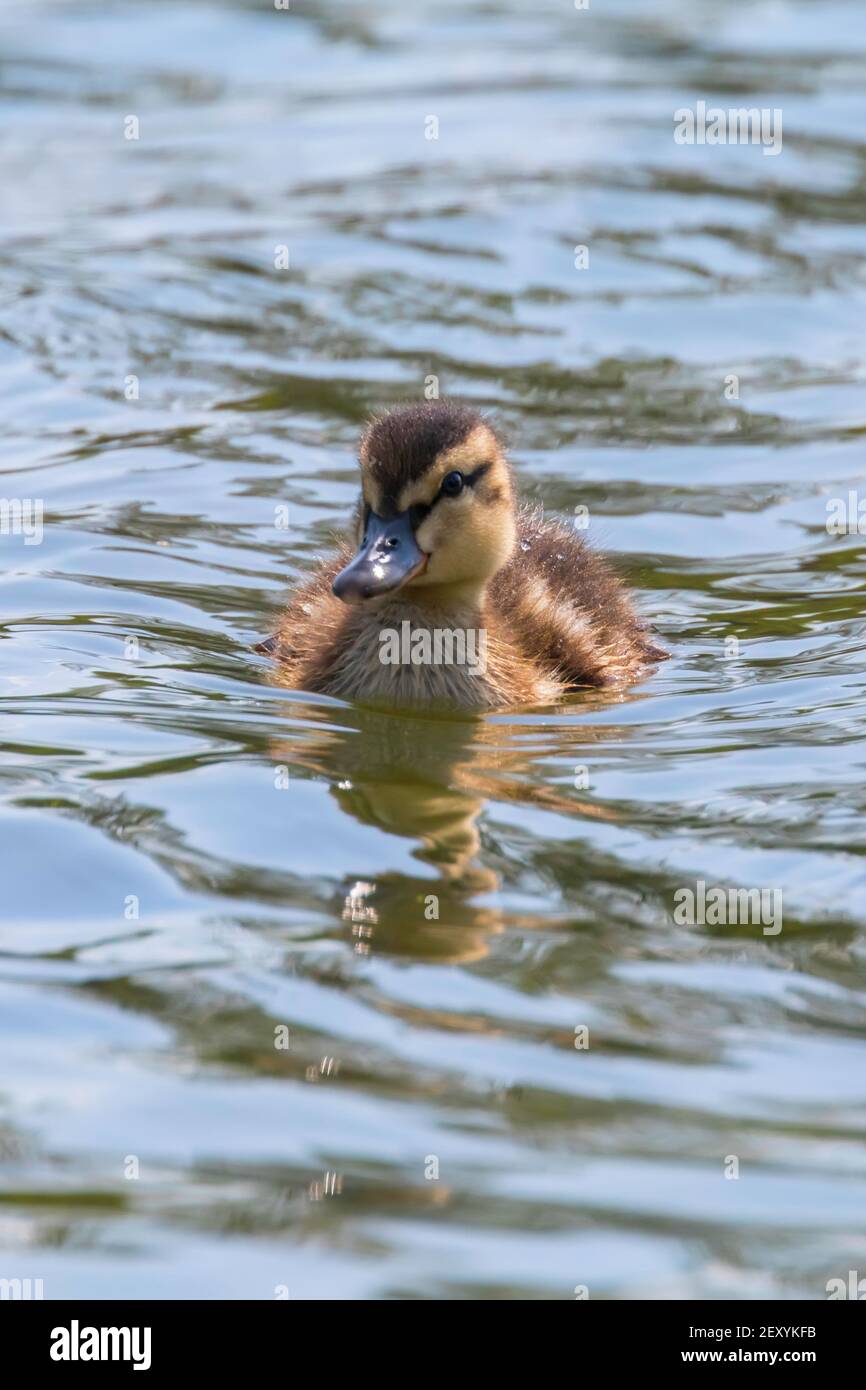 Canard Colvert Bebe Sur La Surface De L Eau Canetons Natation Photo Stock Alamy