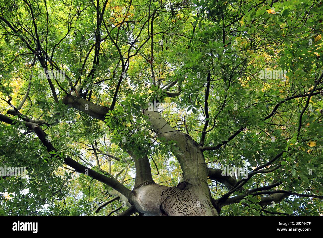 Arbre de Pignut Hickory (Carya glabra), début octobre. En regardant vers le ciel de feuilles vertes, juste en commençant à devenir jaune à mesure que la saison change Banque D'Images