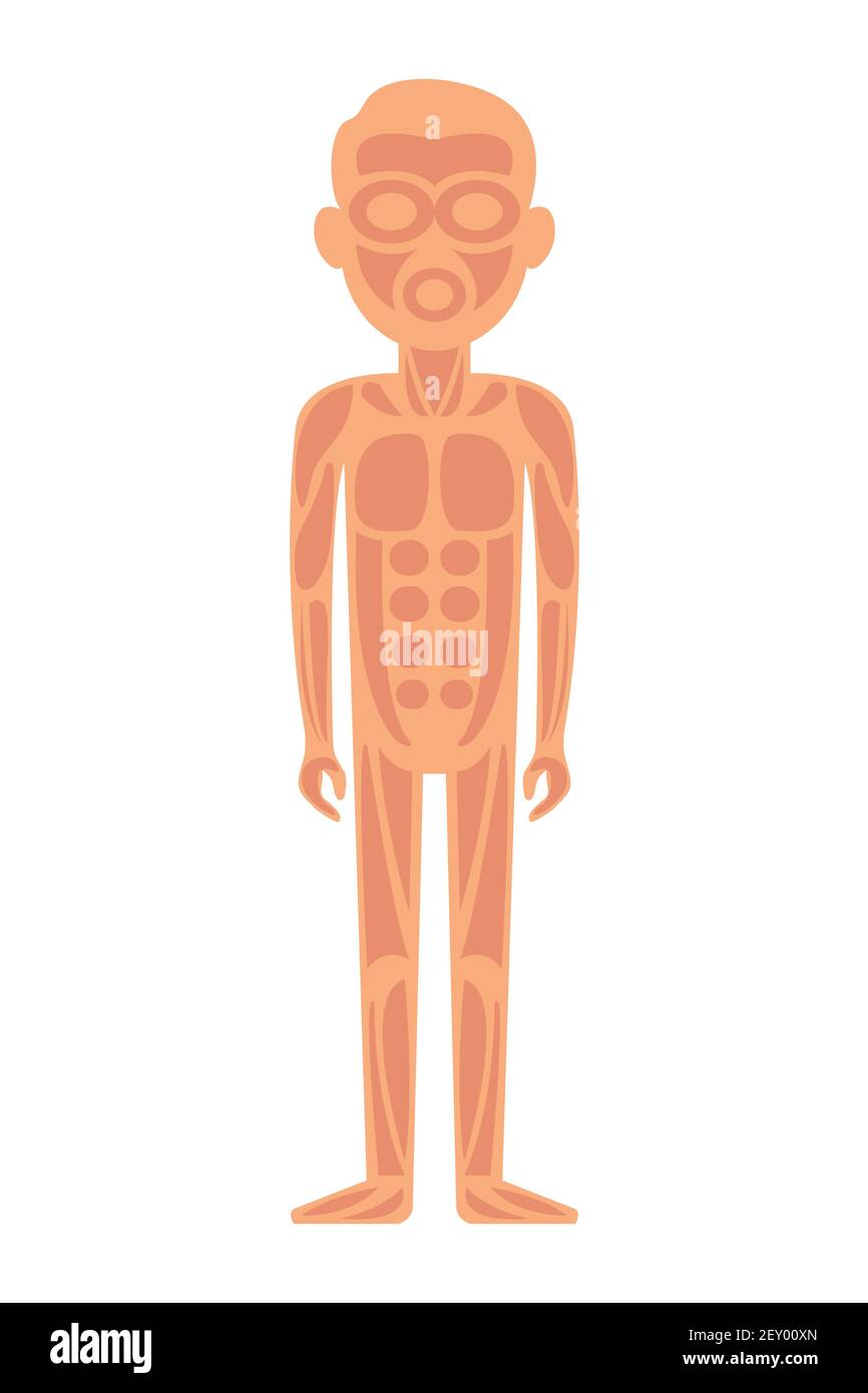 Anatomie du système musculaire de l'homme - vue antérieure. Illustration de Vecteur Anatomie du système musculaire de l'homme - vue antérieure. Illustration de Vecteur