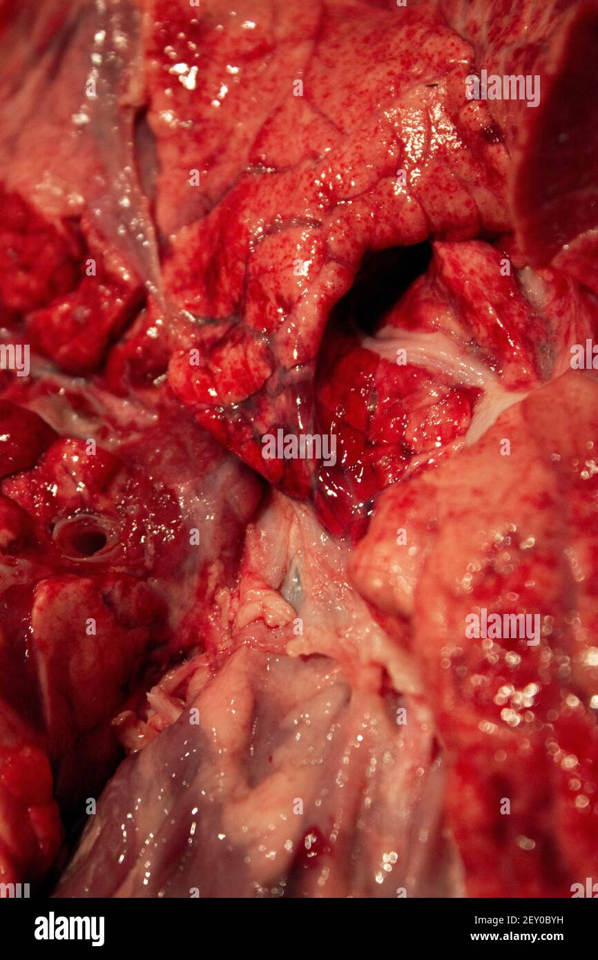Gros plan des poumons, du cœur et de la pipe à vent viande crue d'une mouton Banque D'Images