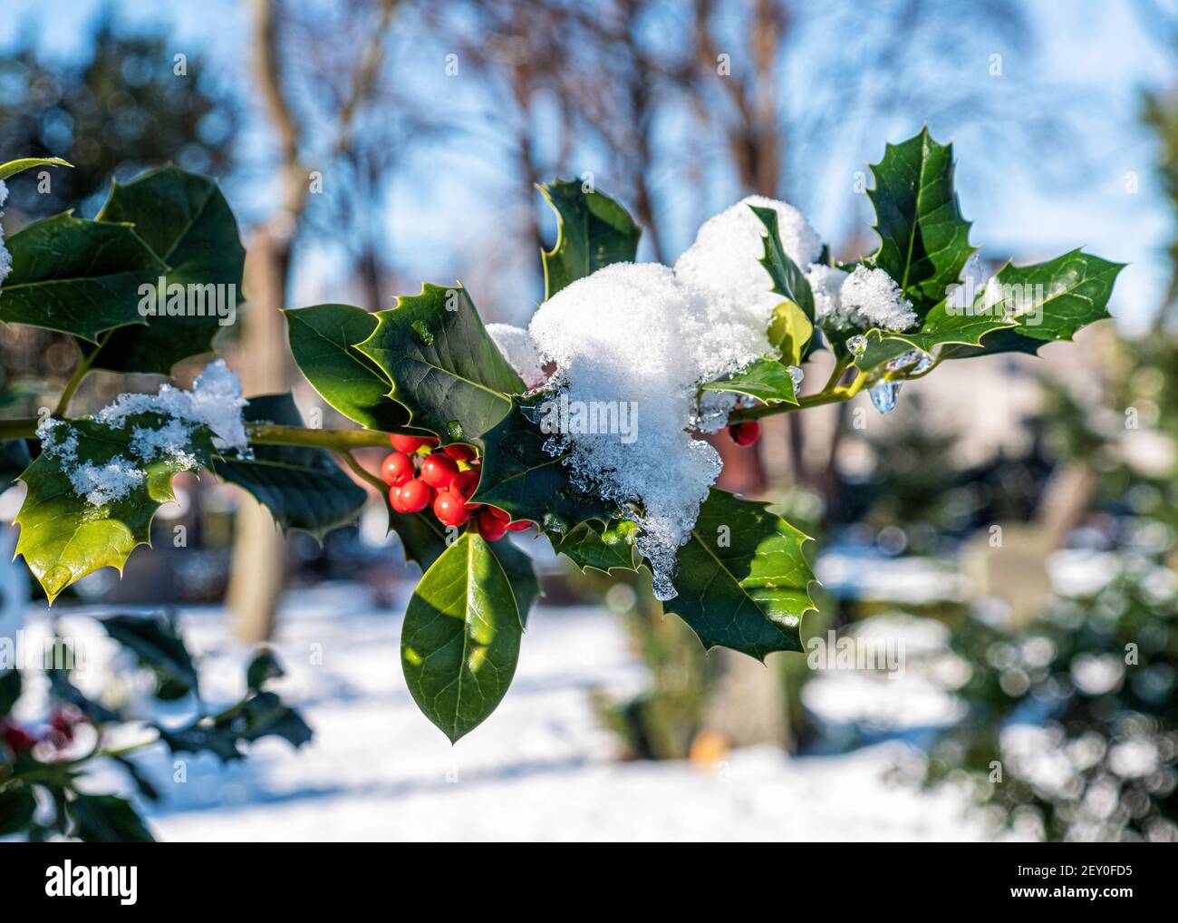 Cimetière de la paroisse de Sophien - Holly Bush avec baies rouges en hiver, Friedhof der Sophien Gemeinde, Mitte,Berlin,Allemagne Banque D'Images