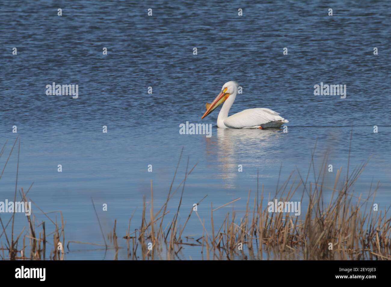 American White Pelican 19 avril 2019 Brookings County, Dakota du Sud Banque D'Images