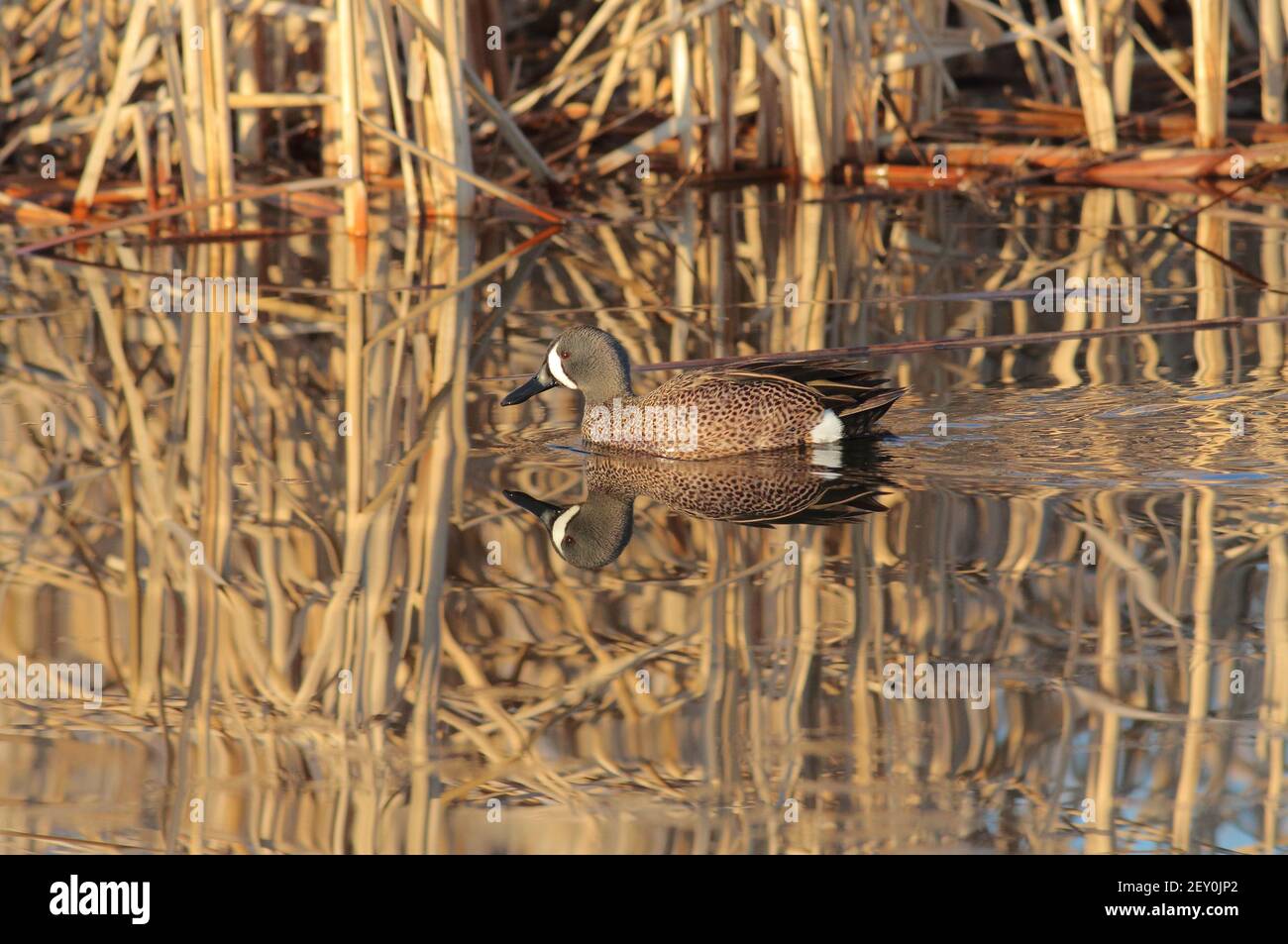 Bleu sarcelle 22 avril 2018 Comté de Minnehaha, Dakota du Sud Banque D'Images