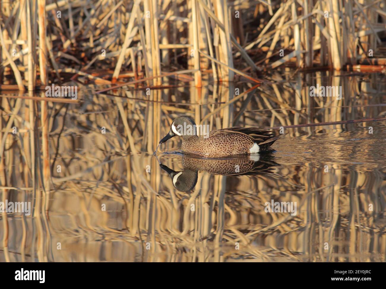 Bleu sarcelle 22 avril 2018 Comté de Minnehaha, Dakota du Sud Banque D'Images
