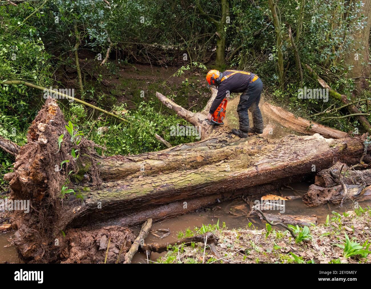 Les travailleurs de l'Agence de l'environnement qui ont enlevé un arbre mort tombé bloquant le ruisseau Wesley à Shifnal, Shropshire, Angleterre, Royaume-Uni. Banque D'Images