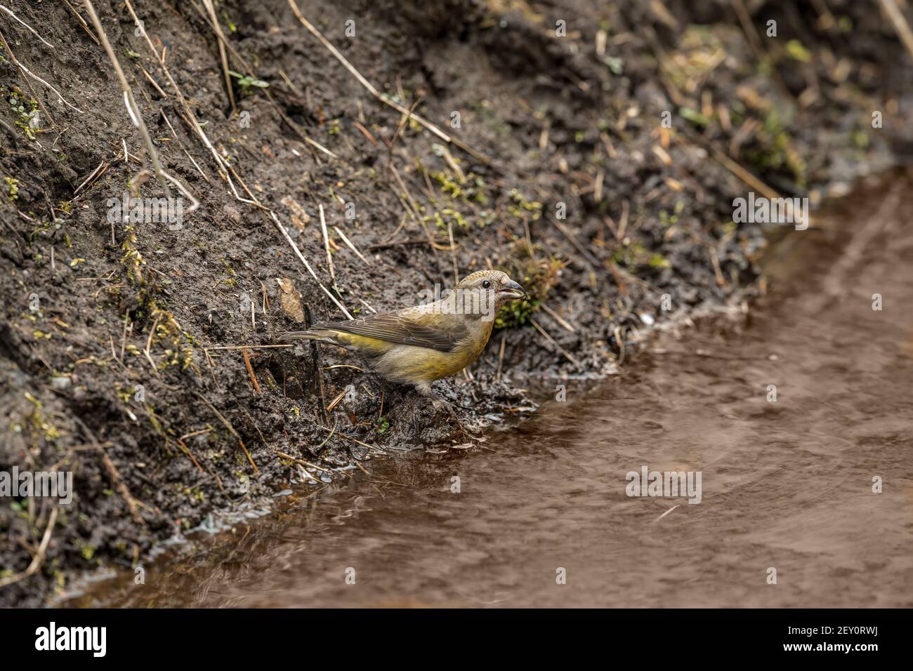 Scottish Crossbill à côté d'un ruisseau sur le bord d'un Forêt en Ecosse ib le printemps Banque D'Images