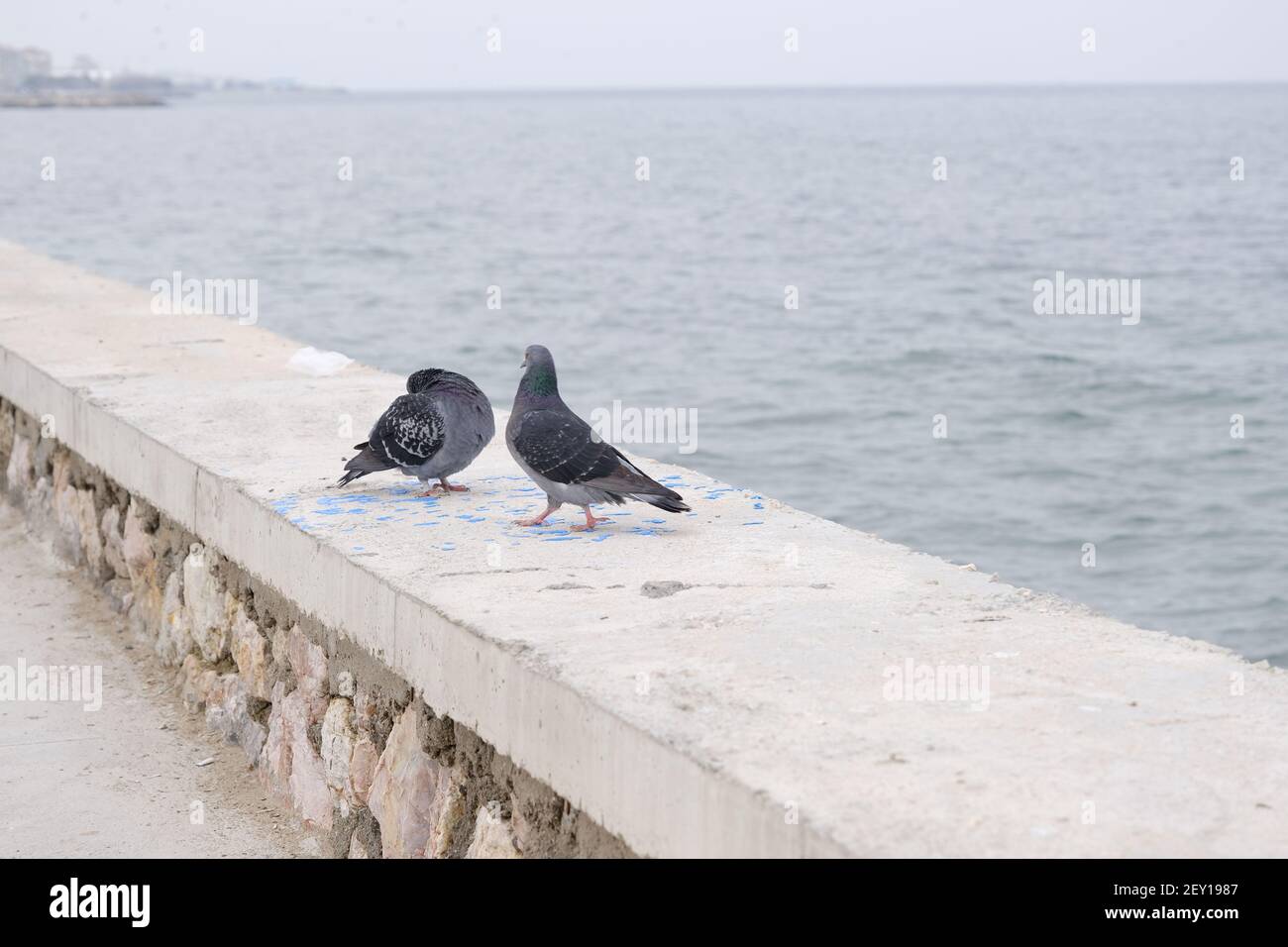 Groupe de colombes et de pigeons. Des plumes grises et des plumes colorées sur leur cou atterrissent sur un mur près du bord de mer et de la rive pendant le temps couvert. Banque D'Images